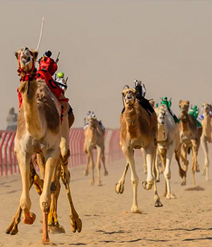 Ajman - Al Tallah Camel Race Track - pic